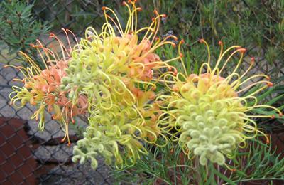 Grevillea Flowers